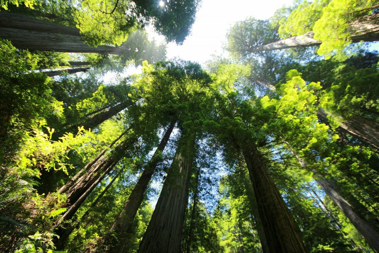 Adventure To The Redwoods of Northern California