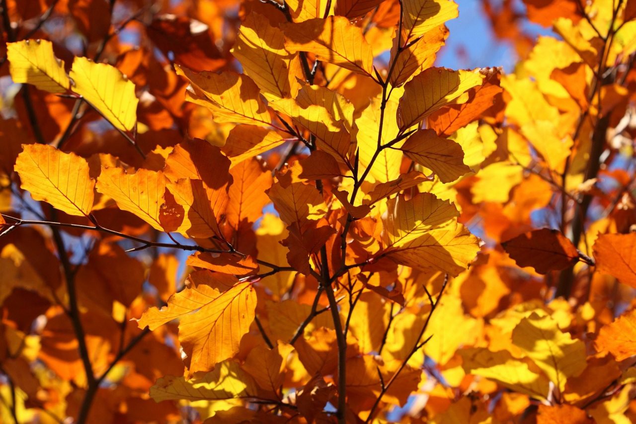Top Spots for Leaf Peeping Season