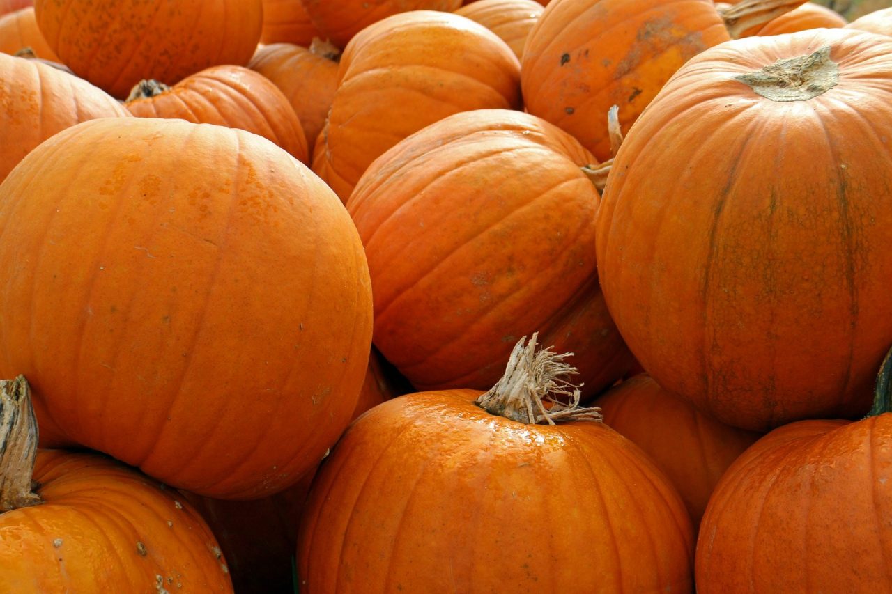 Top Pumpkin Patches In The U.S.
