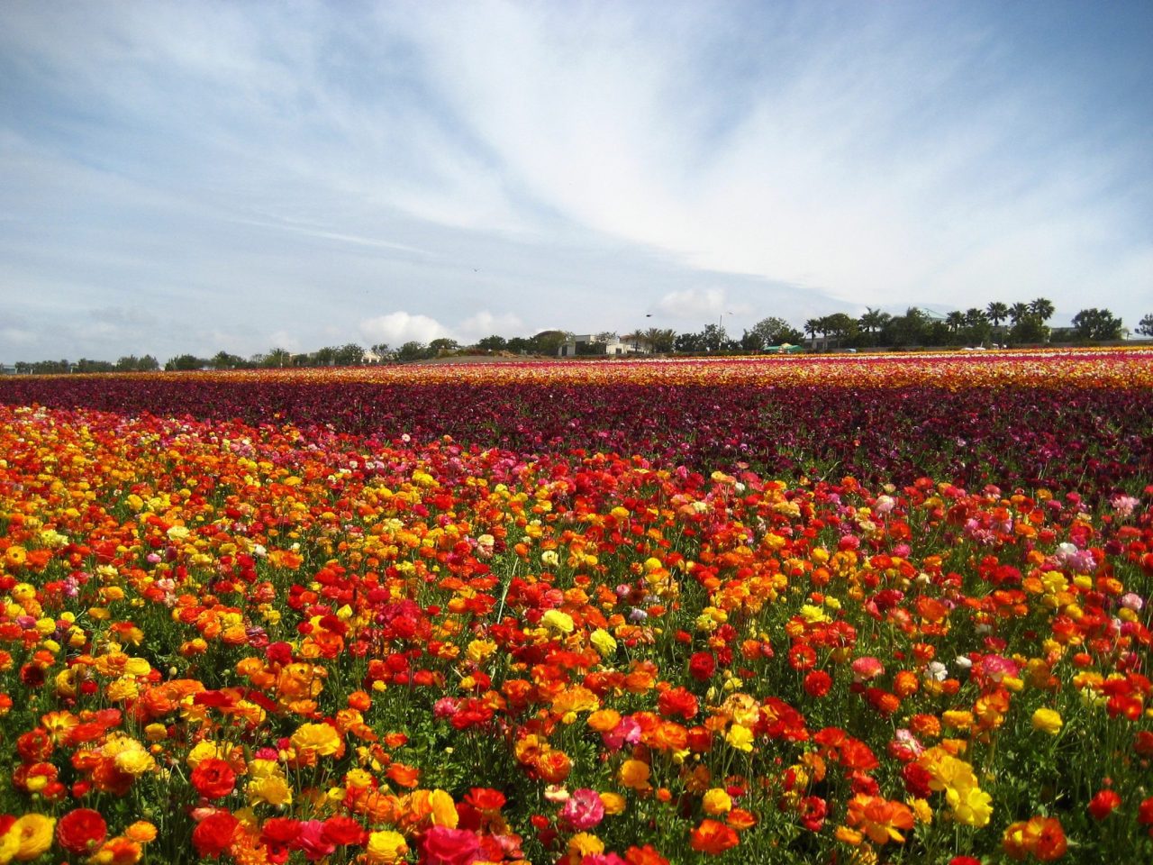 Visit The Flower Fields of Carlsbad, CA