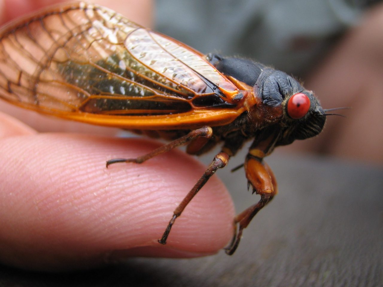 How to Prepare for Cicadas Emerging in 2014