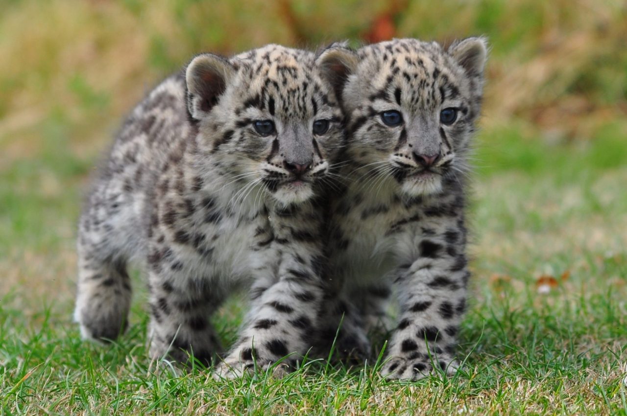 Get Your Squee On With Baby Zoo Animals