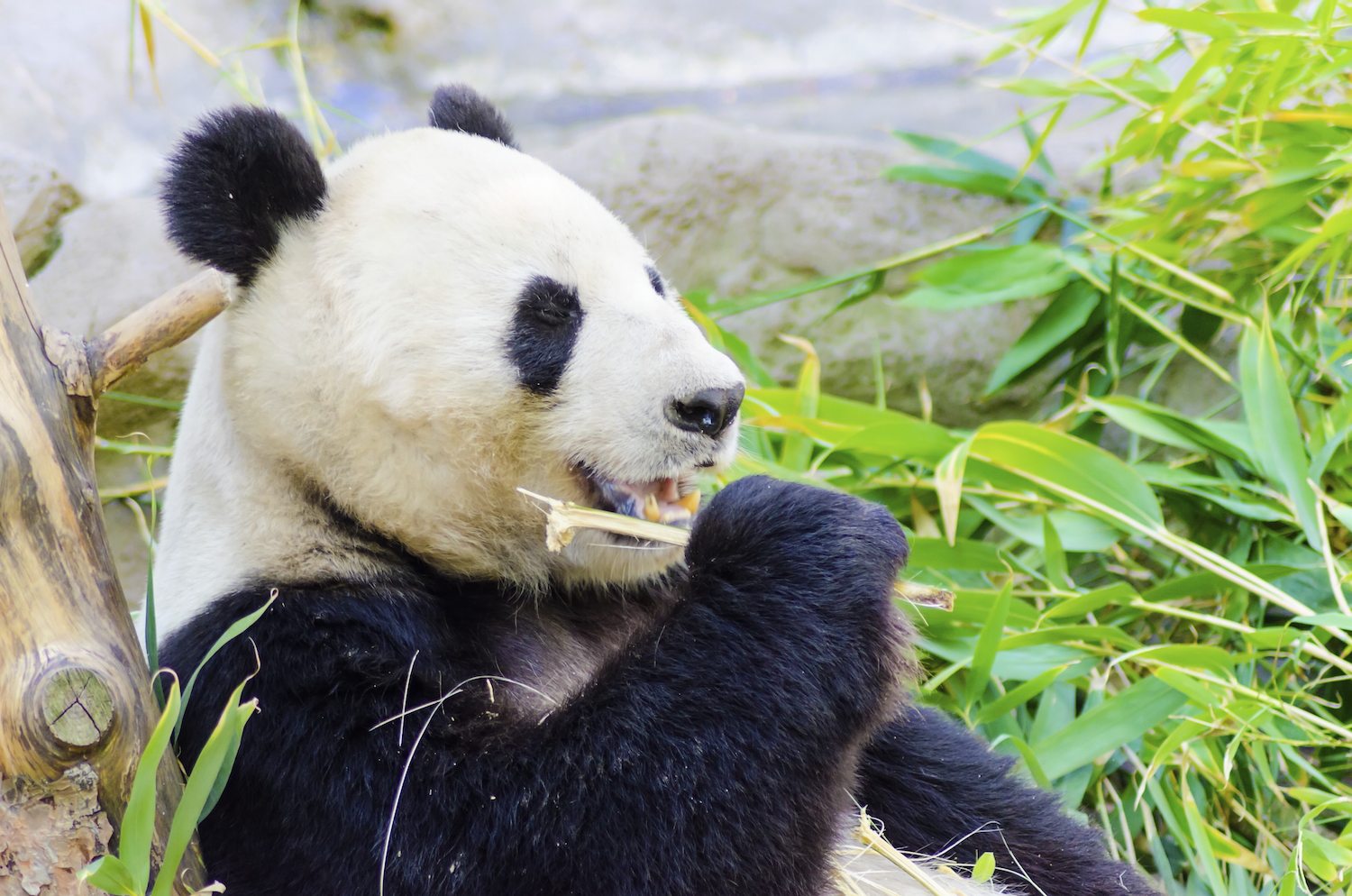 Zoos to See Pandas