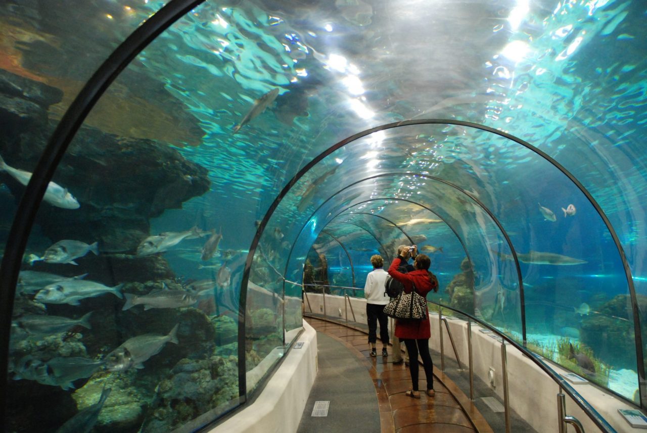 Best Aquariums In The U.S.