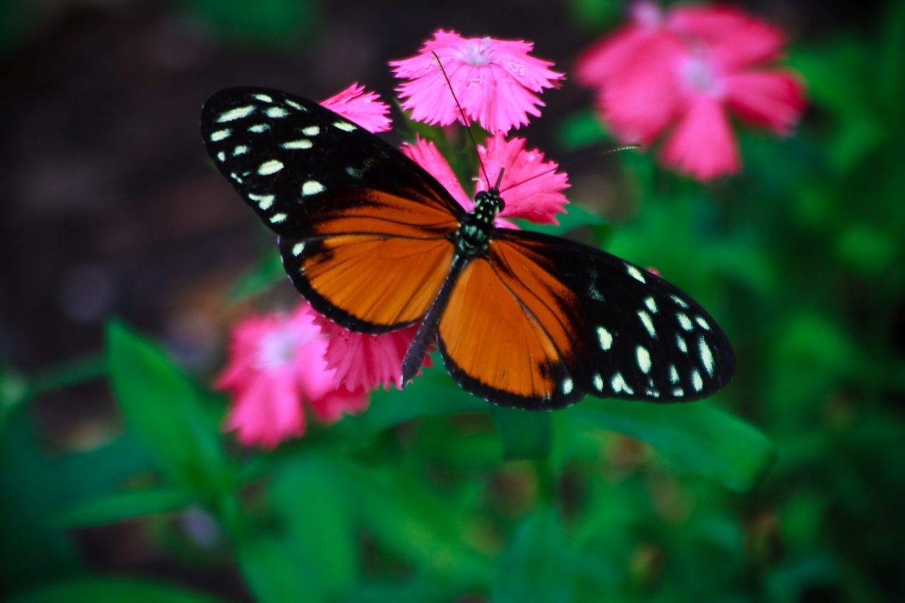 Top 5 Butterfly Gardens to Visit