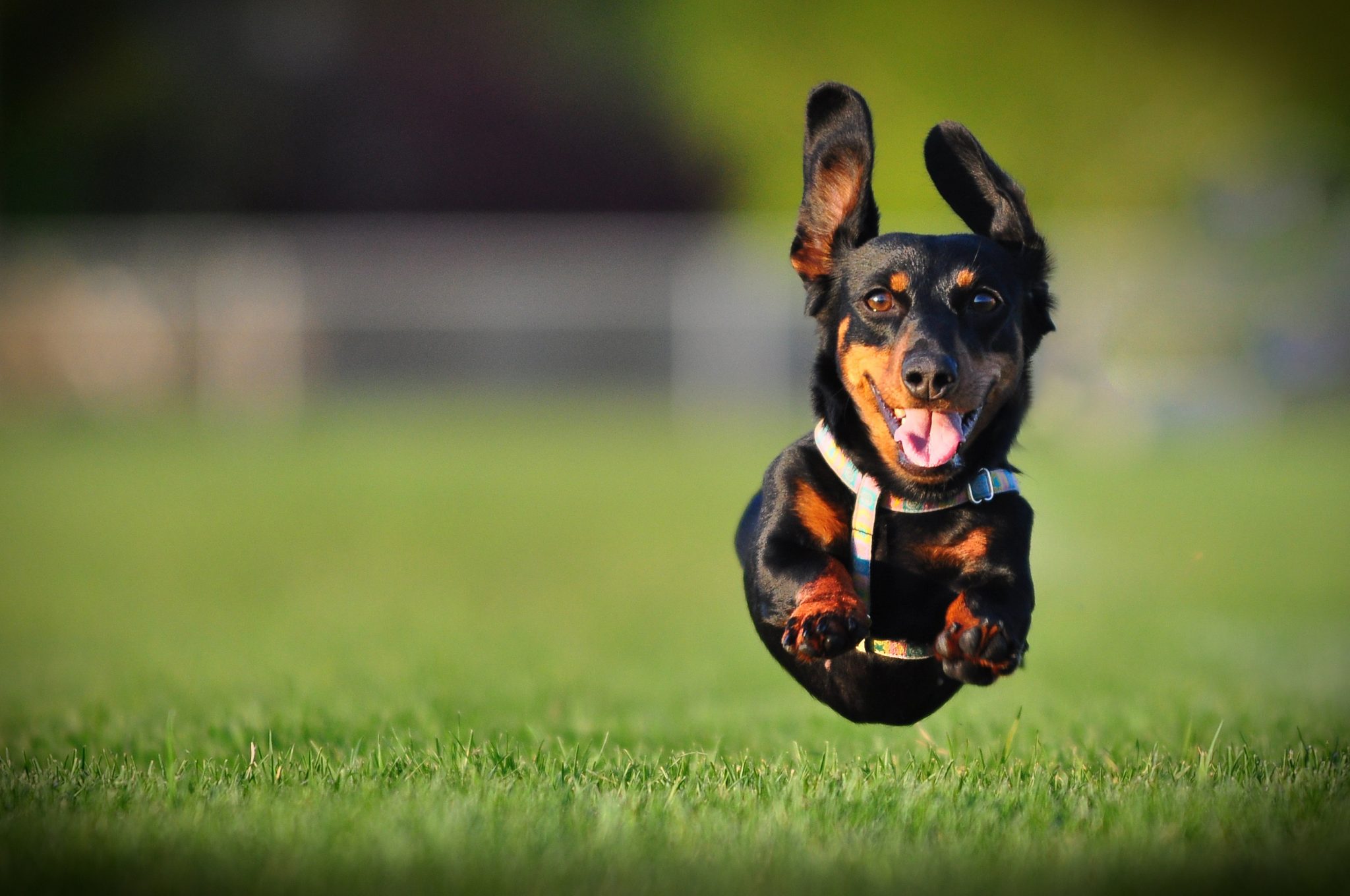 Best Dog Parks in America