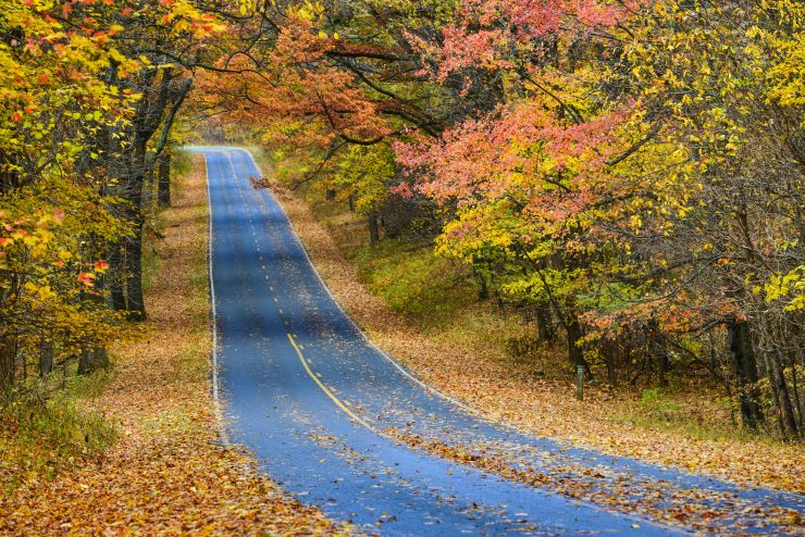 Celebrate Autumn with Fall Leaves | Drive The Nation