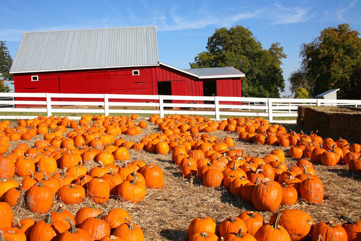 Largest Pumpkin Patches in the U.S.