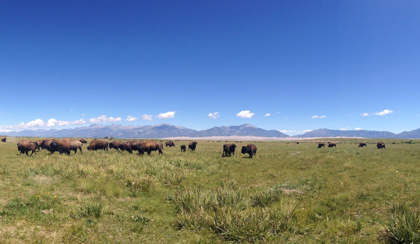 Embark on a Bison Tour