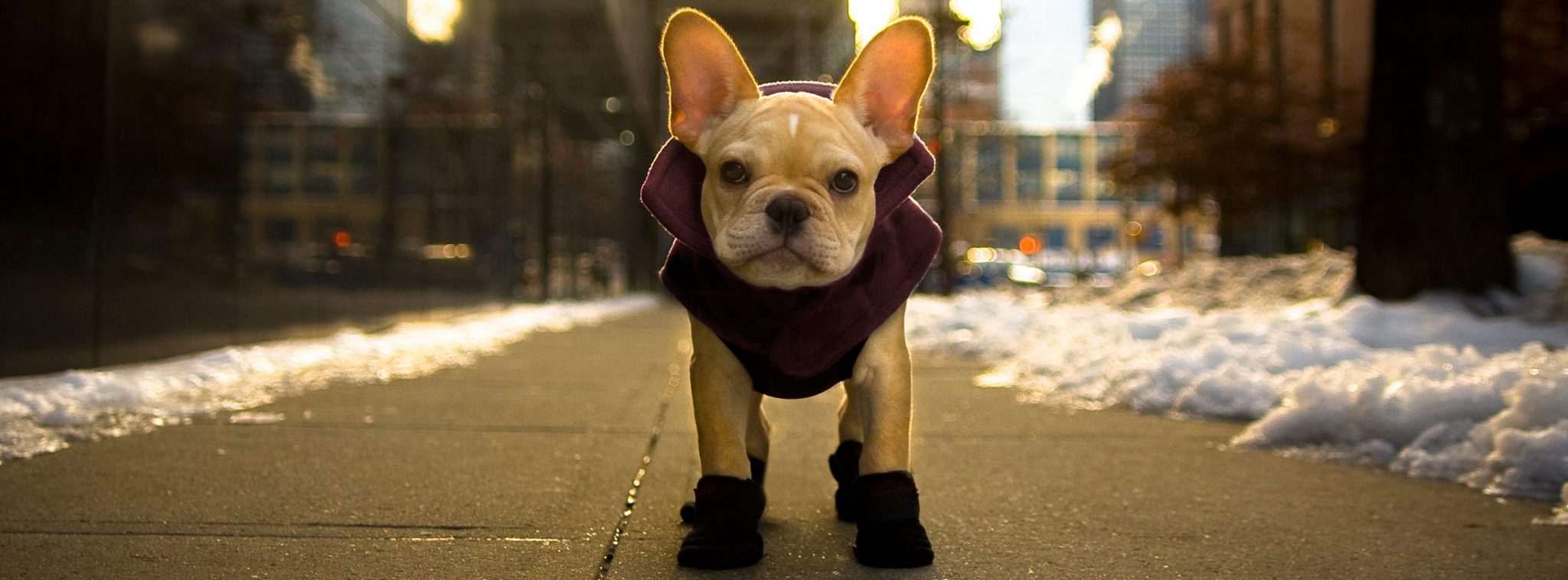 Winter Wear For Your Dog