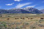 Bison at the National Elk Refuge