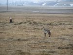 Coyote & Bald Eagle