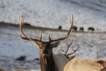 Elk at the Elk Refuge