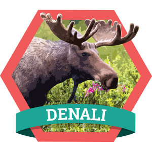 See the highest peak in the United States, Mount McKinley, and experience incredible wildlife when you climb, hike, and drive Denali National Park.