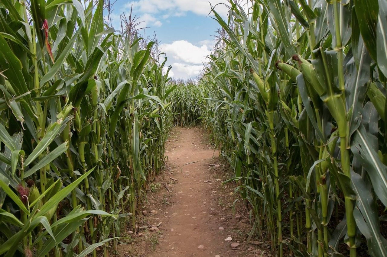 6 Corn Maze Adventures to Explore