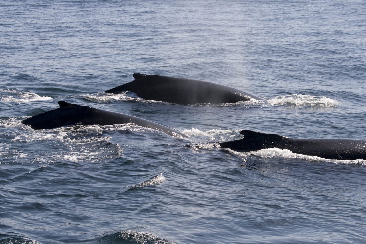 Best Beaches for Whale Watching