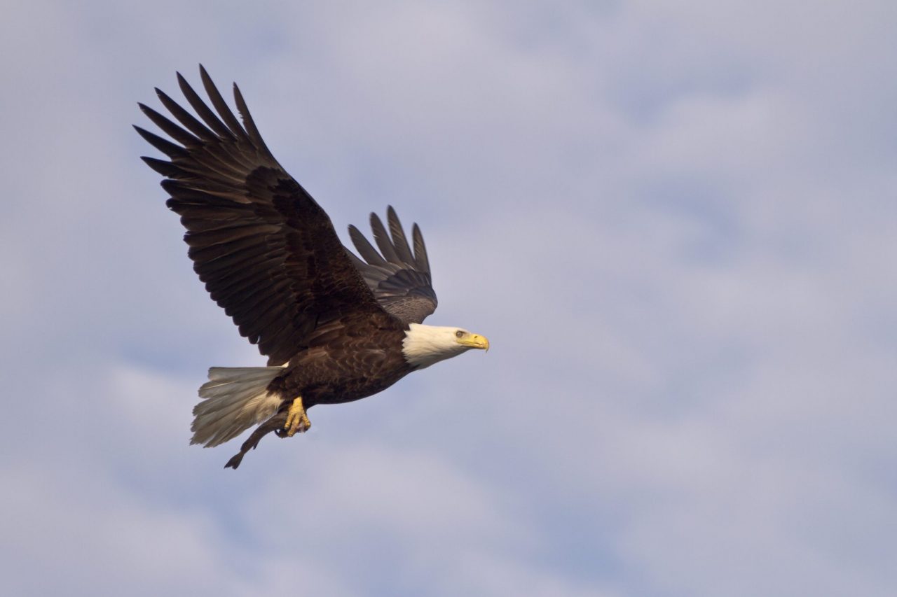 Best Places to See Bald Eagles in the Wild