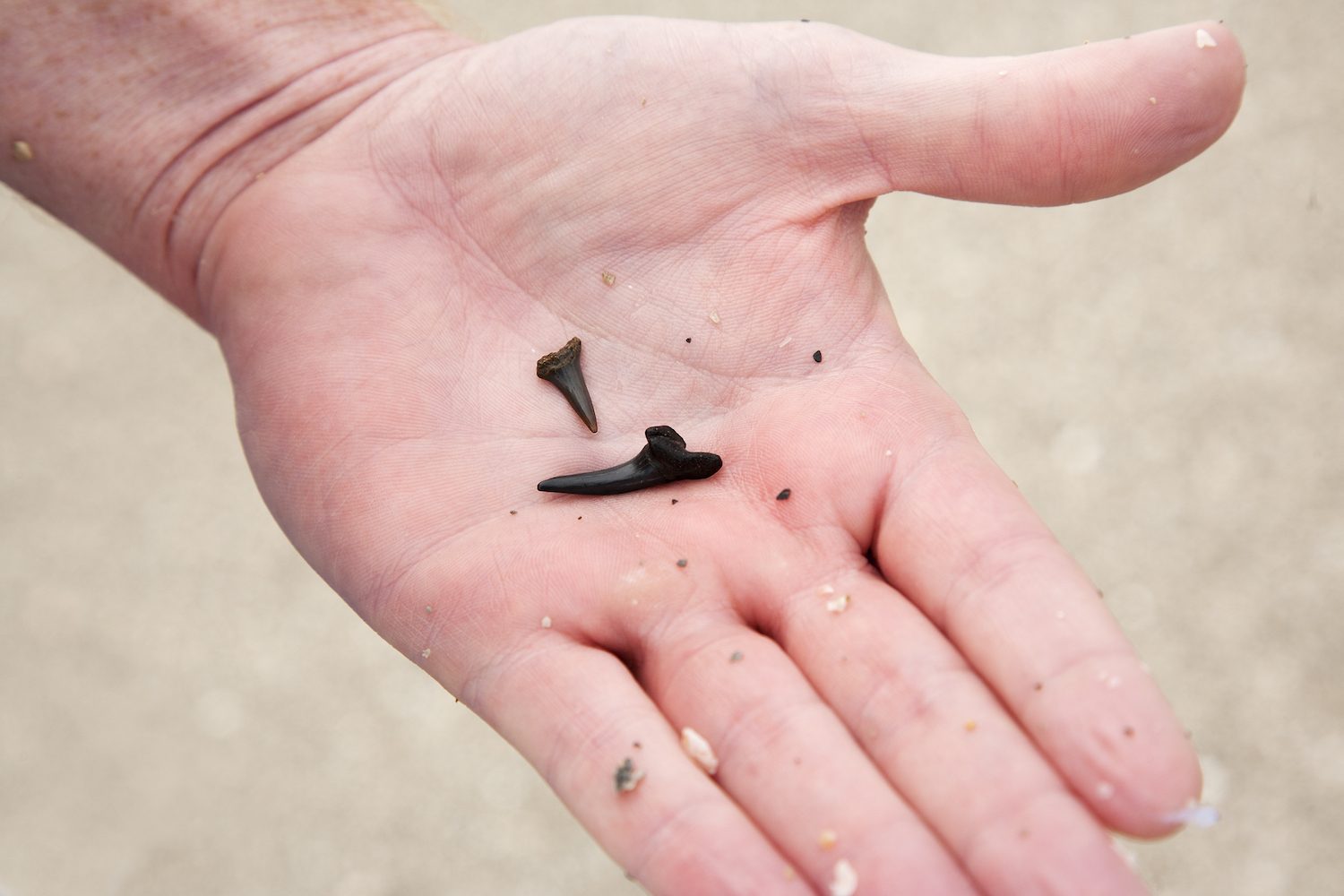 Find Sharks Teeth in Venice, Florida Drive The Nation