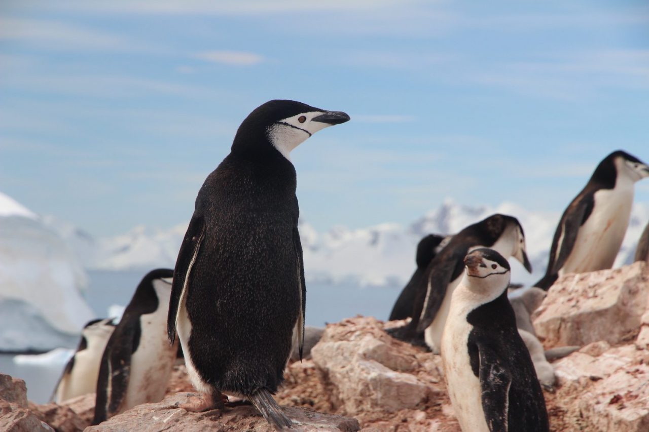 Best Zoos to See Penguins