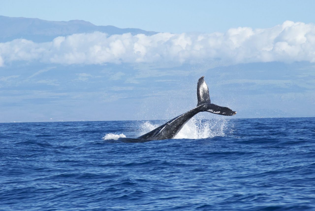 Top Destinations for Whale-Watching Tours
