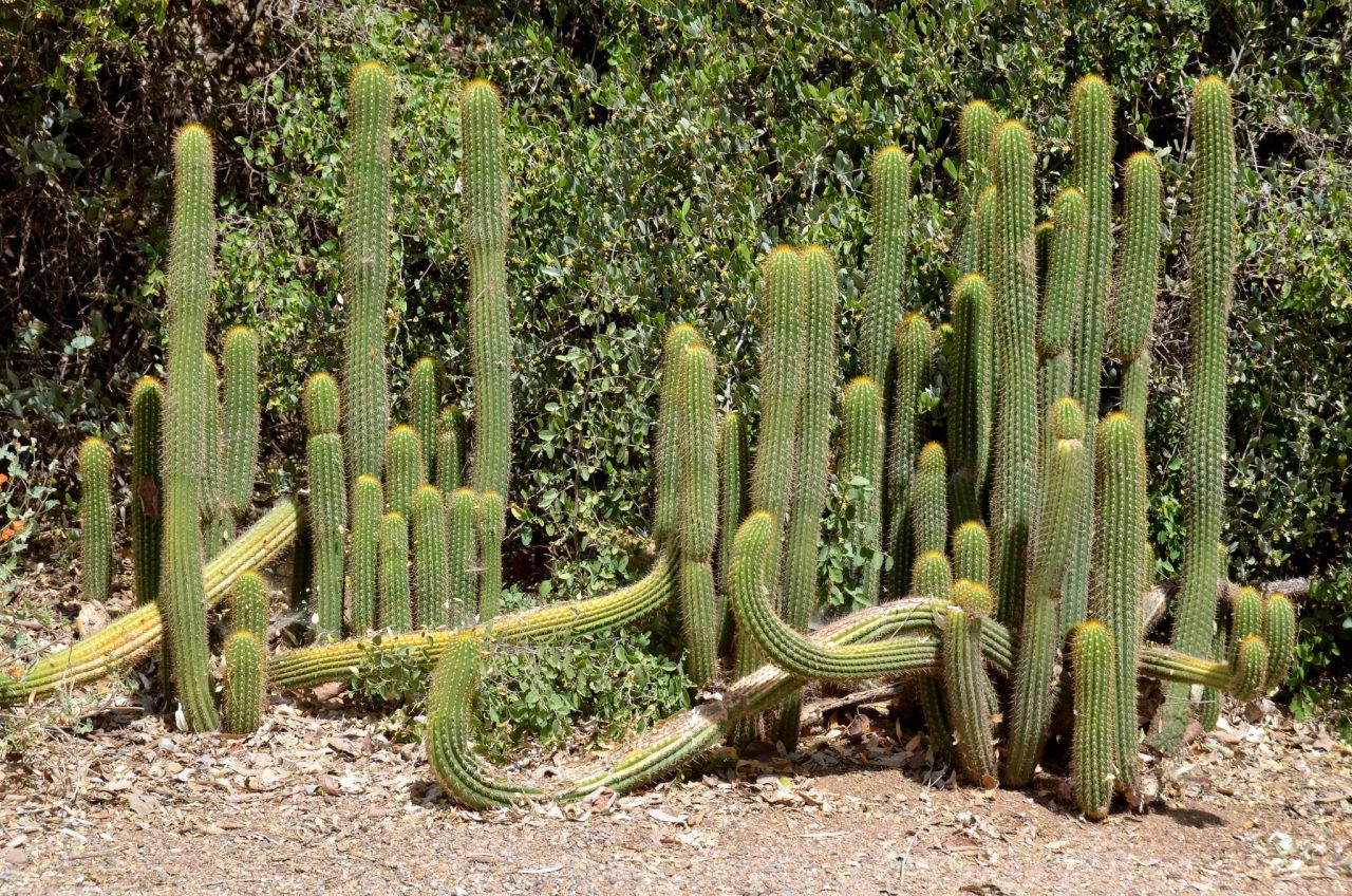 Organ Pipe Cactus, Alamo Canyon, Arizona бесплатно