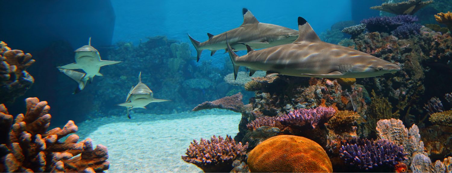 5 Best Aquariums to See Sharks Drive The Nation
