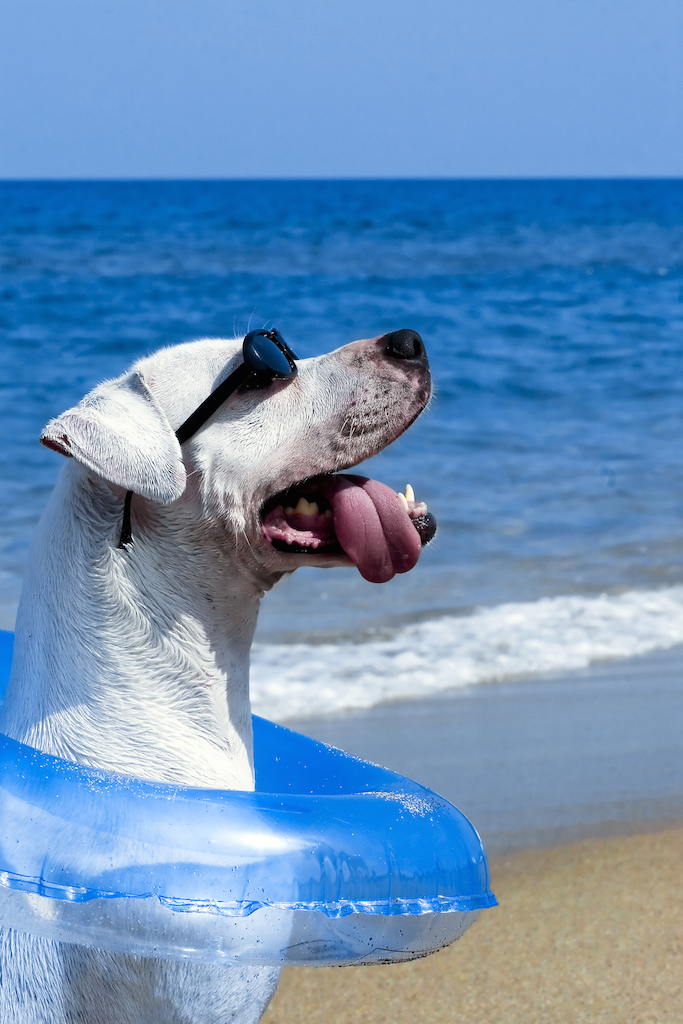 Best Dog Beaches in Florida