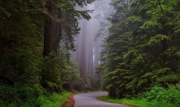 5 National Parks Perfect for Scenic Drives