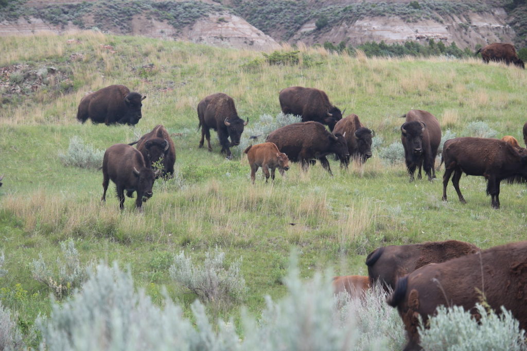 small bison herd  inside Theodore Roosevelt National Park