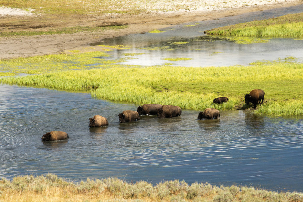 a herd of Bison crossing the yellowstone river inside of the Yellowstone National Park