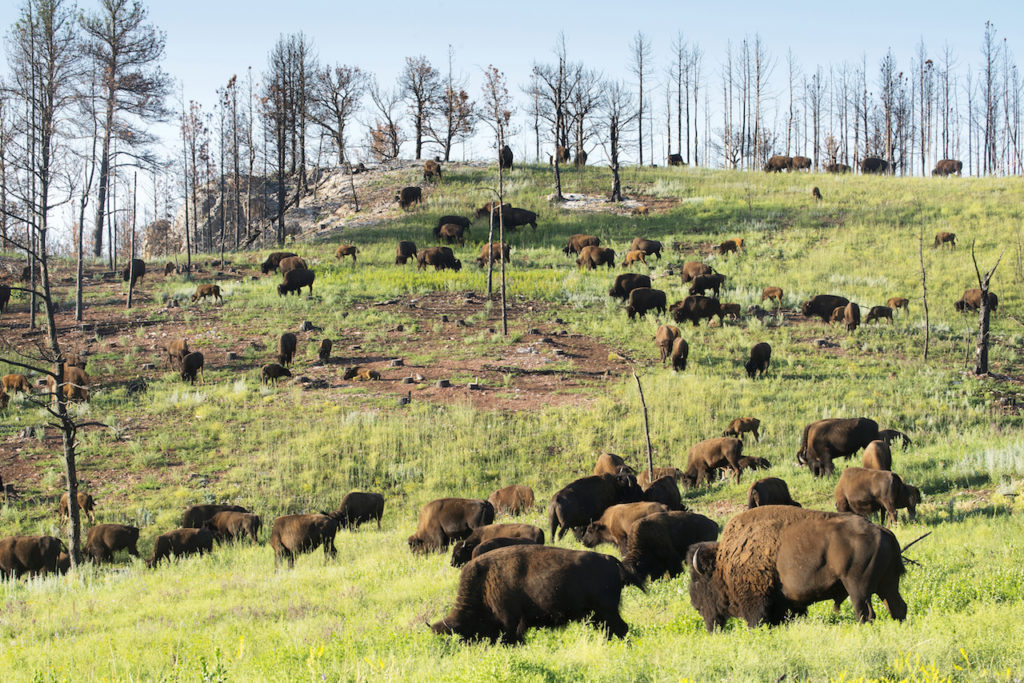 Bison heard at Custer State Park in the Black Hills of South Dakota