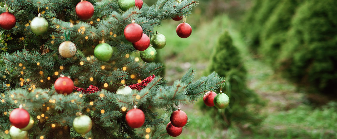 Five Festive Christmas Tree Farms