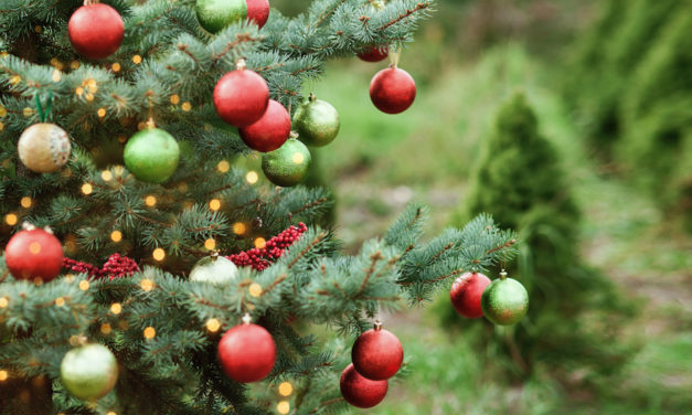 Five Festive Christmas Tree Farms