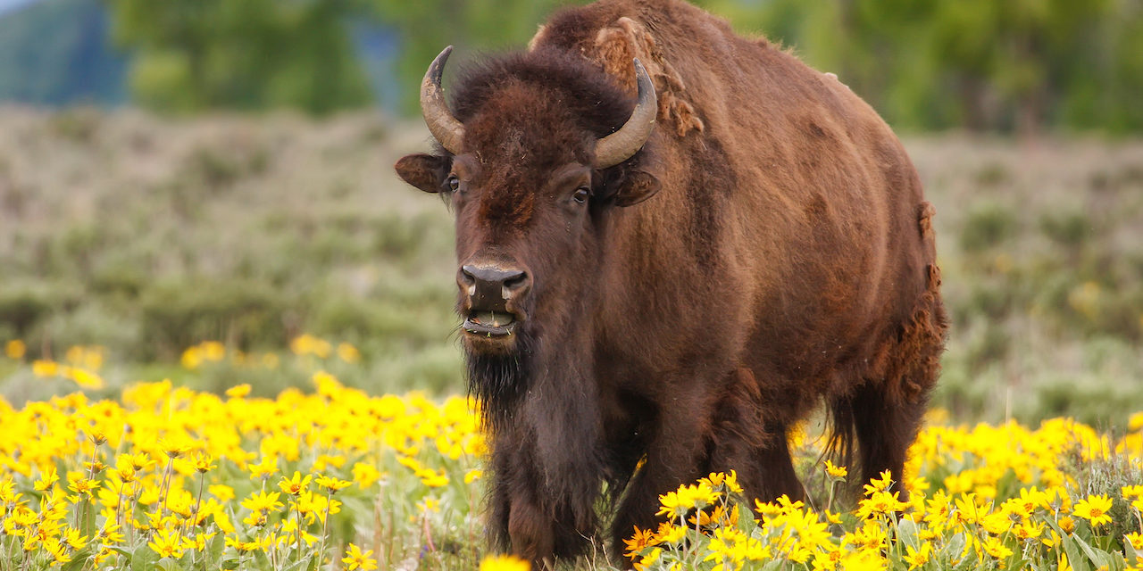 5 Places to See Bison