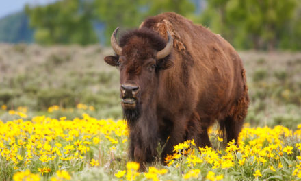 5 Places to See Bison