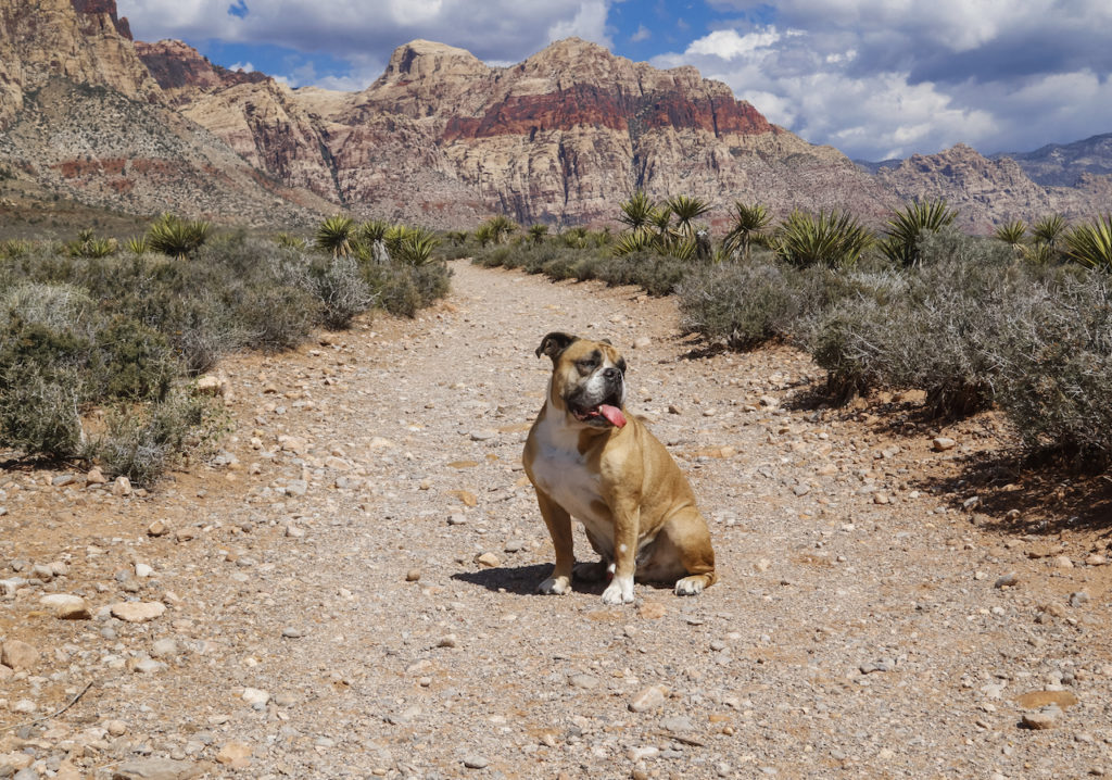 Bulldog posing on the hiking trail at Red Rock Canyon ** Note: Visible grain at 100%, best at smaller sizes