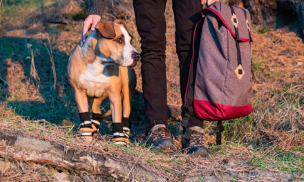 Places to Hike with Your Dog