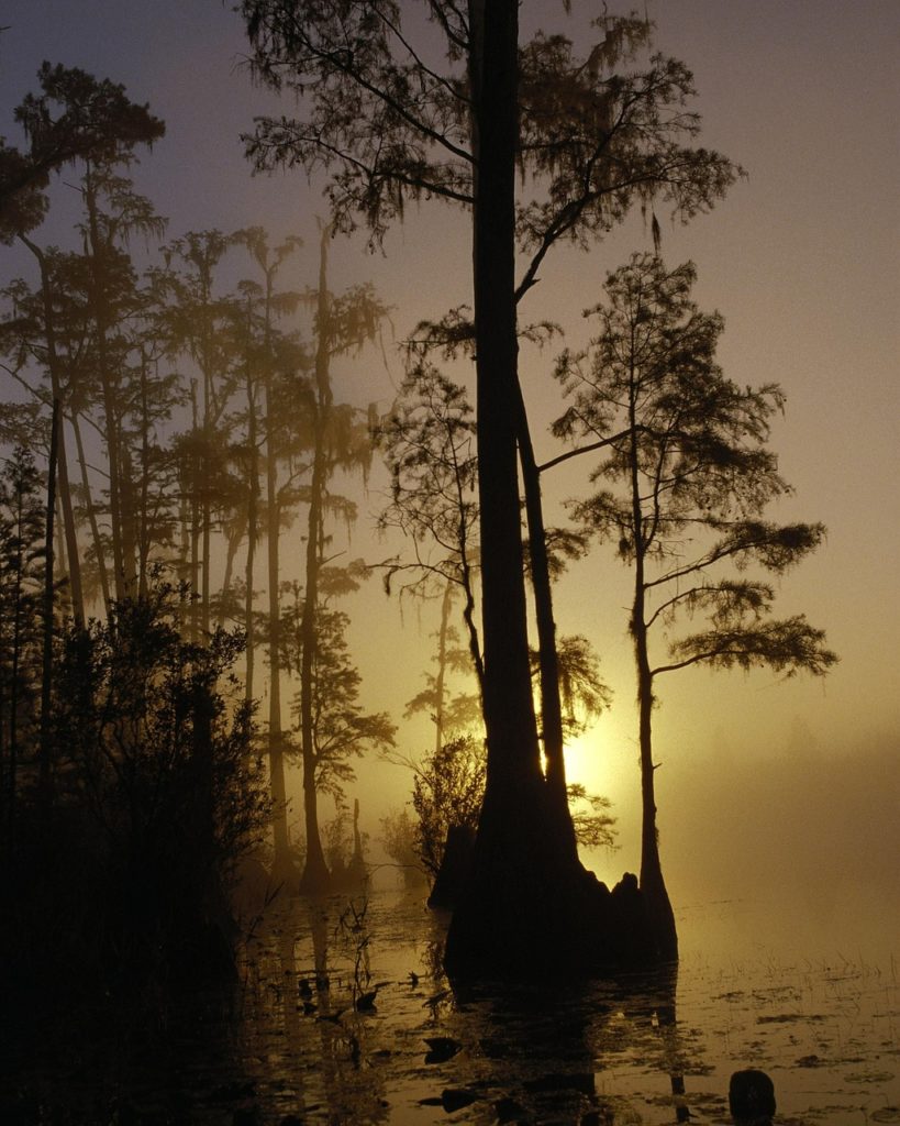 sunset in the Okefenokee Swamp in Geogia