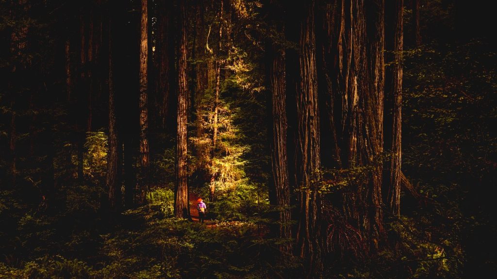 small child standing in the redwoods, California