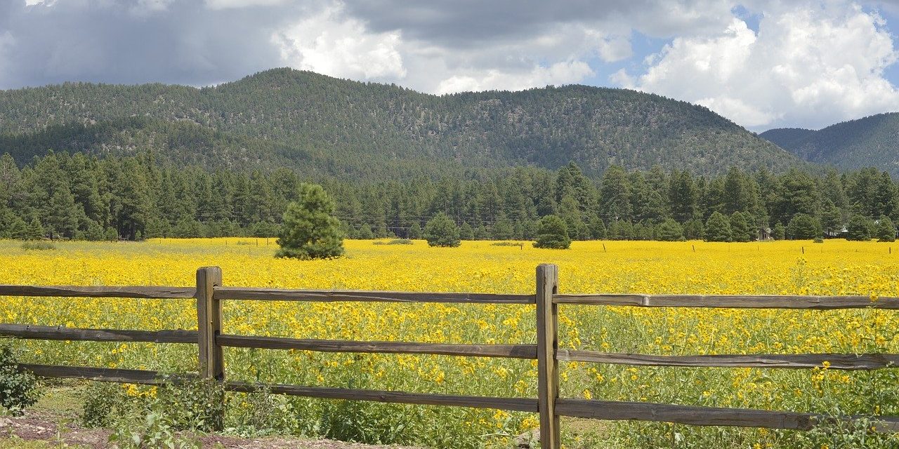 Quick Guide to Flagstaff, Arizona