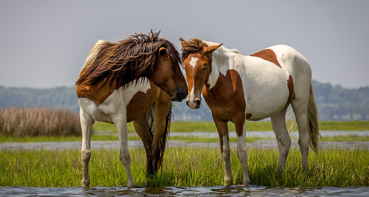 Assateague Island