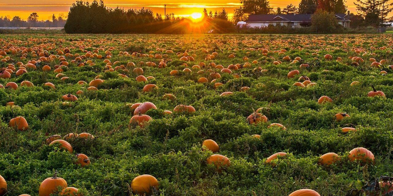 Best Pumpkin Patches in the Northeast