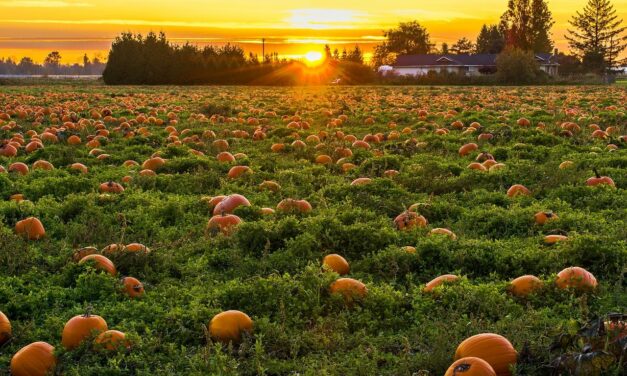 Best Pumpkin Patches in the Northeast